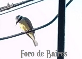 ¿Qué significa cuando un pájaro se posa en tu ventana o balcón?