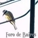 ¿Qué significa cuando un pájaro se posa en tu ventana o balcón?