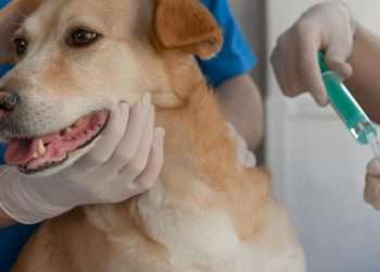 Los perros pueden oler el Parkinson con una precisión asombrosa