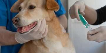Los perros pueden oler el Parkinson con una precisión asombrosa