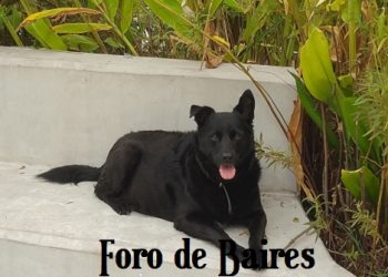 El carácter de un perro podría estar ligado al de su dueño