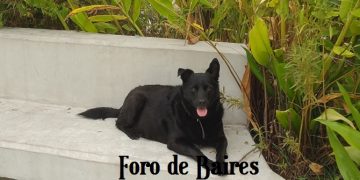 El carácter de un perro podría estar ligado al de su dueño
