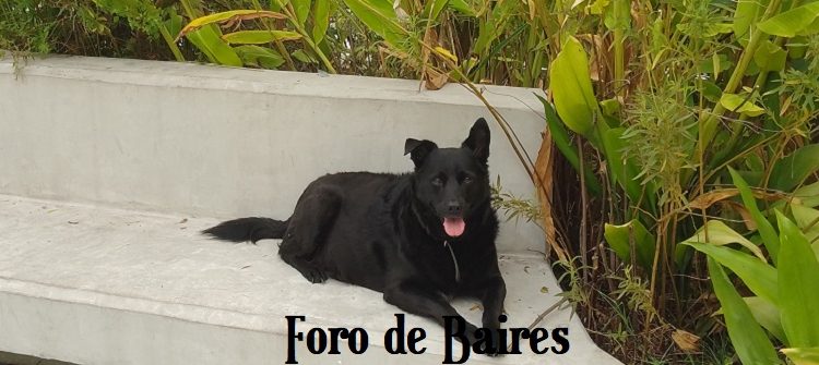 El carácter de un perro podría estar ligado al de su dueño