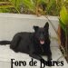El carácter de un perro podría estar ligado al de su dueño
