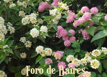 Palermo se tiñe de flores multicolores en sus calles y veredas de verano