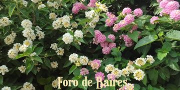 Palermo se tiñe de flores multicolores en sus calles y veredas de verano
