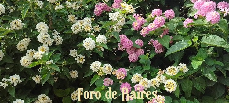 Palermo se tiñe de flores multicolores en sus calles y veredas de verano