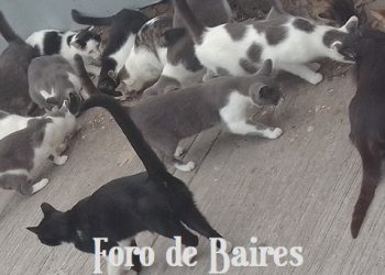 Muchos científicos sugieren que el gato es la criatura más perfecta del mundo