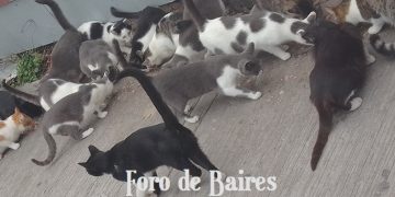 Muchos científicos sugieren que el gato es la criatura más perfecta del mundo