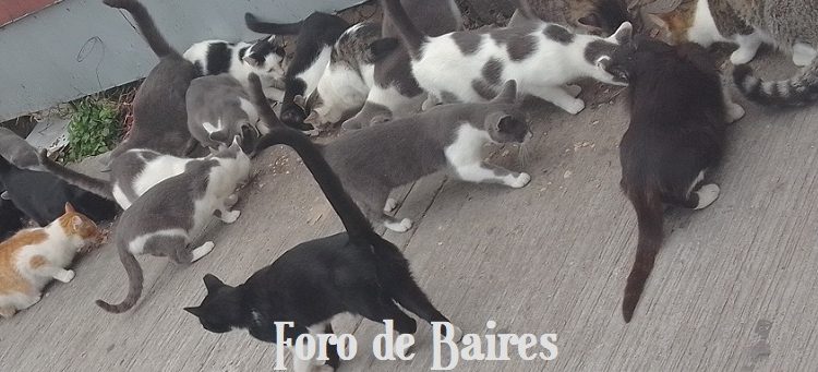 Muchos científicos sugieren que el gato es la criatura más perfecta del mundo