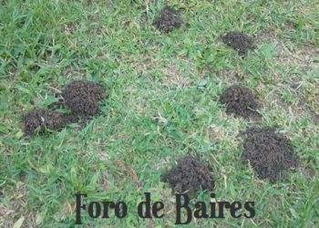 Una invasión de hormigueros se apoderó de los parques de Palermo