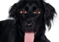 ¿Los therians son humanos verdaderamente animalizados u oportunistas que desean llamar la atención?