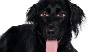 ¿Los therians son humanos verdaderamente animalizados u oportunistas que desean llamar la atención?