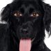 ¿Los therians son humanos verdaderamente animalizados u oportunistas que desean llamar la atención?