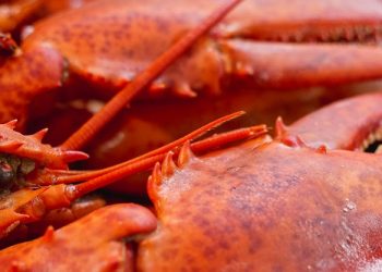 La heregía humana de cocinar langostas vivas