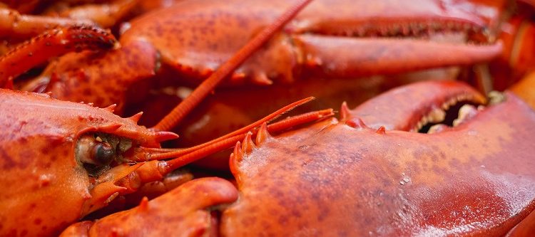 La heregía humana de cocinar langostas vivas