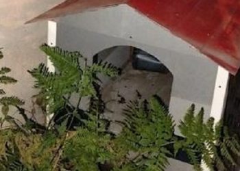 Con intervención del Anillo Digital, la Policía de la Ciudad detuvo a dos ladrones. Uno tenía pedidos de captura y se escondió en la cucha de un perro