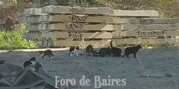 Nació una web con servicios para los vecinos que han perdido mascotas