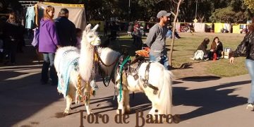 Mis animales son mis hijos. ¿Se puede querer más a un animal que a una persona?