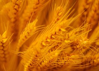 Cosecha récord en el agro: 160 millones de toneladas y USD 5.000 millones para el país