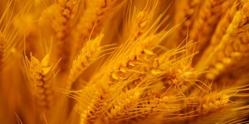 Cosecha récord en el agro: 160 millones de toneladas y USD 5.000 millones para el país