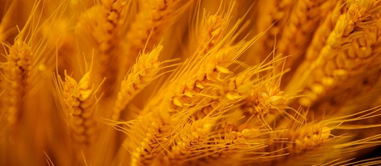 Cosecha récord en el agro: 160 millones de toneladas y USD 5.000 millones para el país