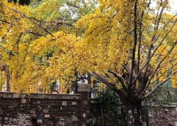 El árbol dorado que despide el otoño: dónde ver ginkgos en la Ciudad