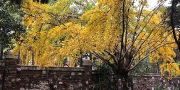 El árbol dorado que despide el otoño: dónde ver ginkgos en la Ciudad
