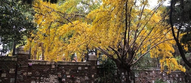 El árbol dorado que despide el otoño: dónde ver ginkgos en la Ciudad