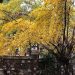 El árbol dorado que despide el otoño: dónde ver ginkgos en la Ciudad