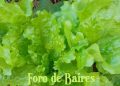 La IA en el agro: cómo los algoritmos transforman la producción