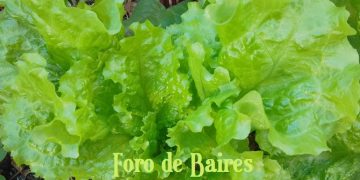 La IA en el agro: cómo los algoritmos transforman la producción