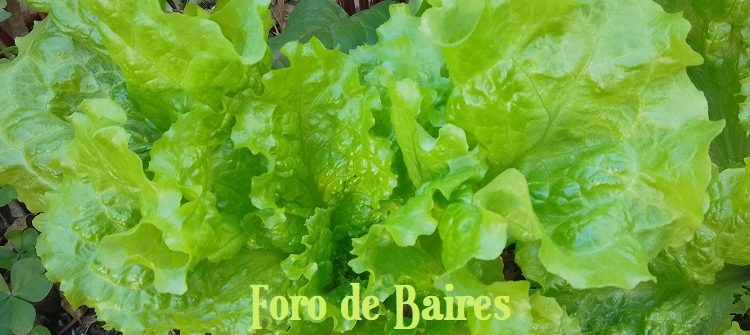 La IA en el agro: cómo los algoritmos transforman la producción