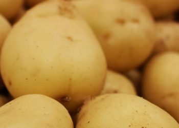 La papa se proyecta como cultivo estratégico en la Argentina