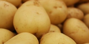 La papa se proyecta como cultivo estratégico en la Argentina