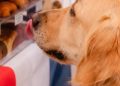 Este fin de semana, la Feria Lucullus se llena de sabor francés en Recoleta