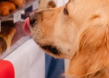 Este fin de semana, la Feria Lucullus se llena de sabor francés en Recoleta