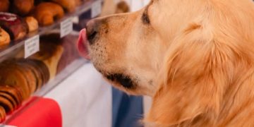 Este fin de semana, la Feria Lucullus se llena de sabor francés en Recoleta
