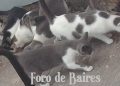 Un estudio advierte que los gatos ayudan a los humanos cuando les conviene