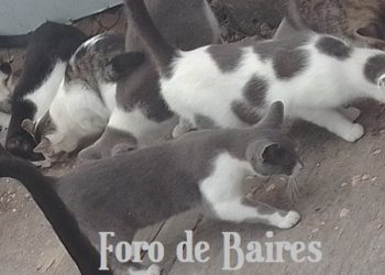 Un estudio advierte que los gatos ayudan a los humanos cuando les conviene