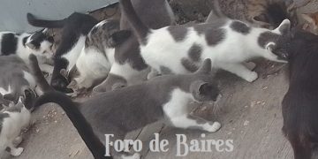 Un estudio advierte que los gatos ayudan a los humanos cuando les conviene