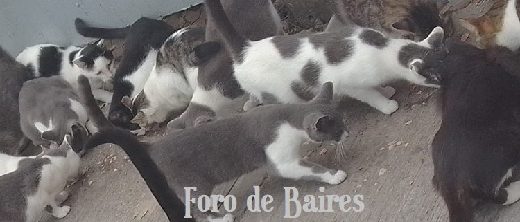 Un estudio advierte que los gatos ayudan a los humanos cuando les conviene