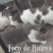 Un estudio advierte que los gatos ayudan a los humanos cuando les conviene