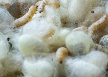 “El cierre del INTI-Textiles significaría una pérdida irreparable para el desarrollo del país”