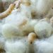 “El cierre del INTI-Textiles significaría una pérdida irreparable para el desarrollo del país”