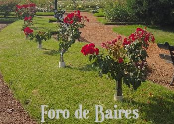 El Rosedal de Palermo entrega esquejes gratis hasta mediados de Julio