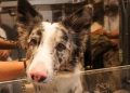 ¿Tu perro se rasca más de lo normal?  La «epidemia silenciosa» que afecta a las mascotas de ciudad