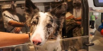 ¿Tu perro se rasca más de lo normal?  La «epidemia silenciosa» que afecta a las mascotas de ciudad