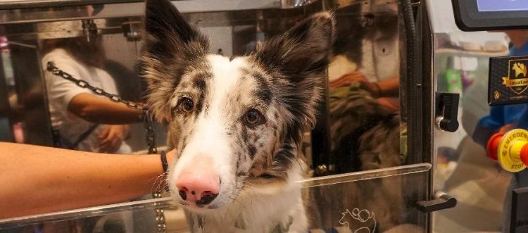 ¿Tu perro se rasca más de lo normal?  La «epidemia silenciosa» que afecta a las mascotas de ciudad