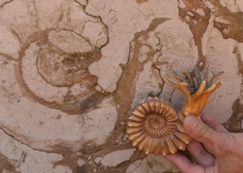 Se abre la convocatoria para participar en la XII Semana de Arqueología y Paleontología